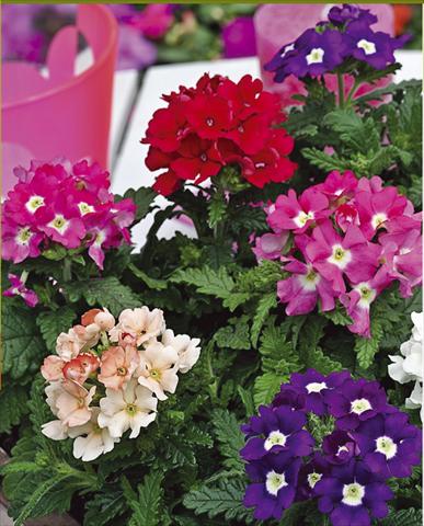 photo of flower to be used as: Pot, patio, basket Verbena hybrida Tuscany™ Mixture