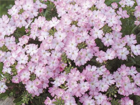 photo of flower to be used as: Pot, patio, basket Verbena hybrida Tuscany™ Pink Picotee