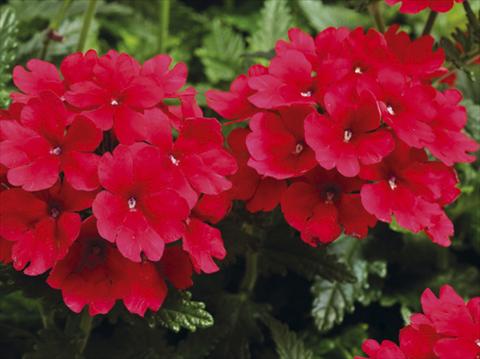 photo of flower to be used as: Pot, patio, basket Verbena hybrida Tuscany™ Scarlet