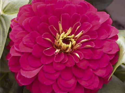 photo of flower to be used as: Pot and bedding Zinnia elegans Mondo F1 Cherry