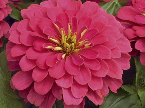 photo of flower to be used as: Pot and bedding Zinnia elegans Mondo F1 Coral