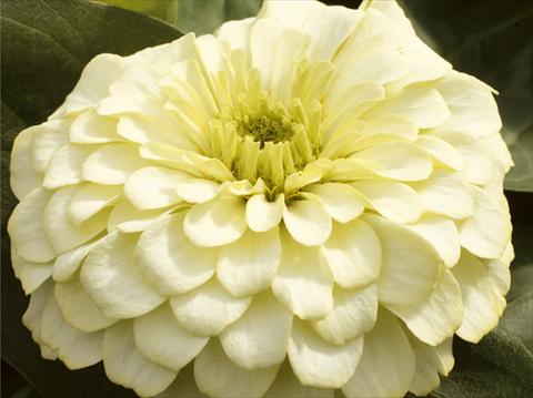 photo of flower to be used as: Pot and bedding Zinnia elegans Mondo F1 Ivory
