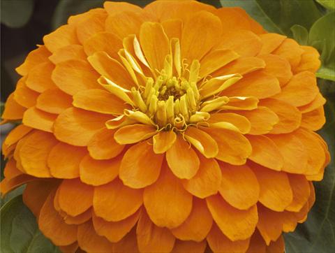 photo of flower to be used as: Pot and bedding Zinnia elegans Mondo F1 Orange