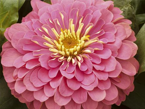 photo of flower to be used as: Pot and bedding Zinnia elegans Mondo F1 Pink Improved