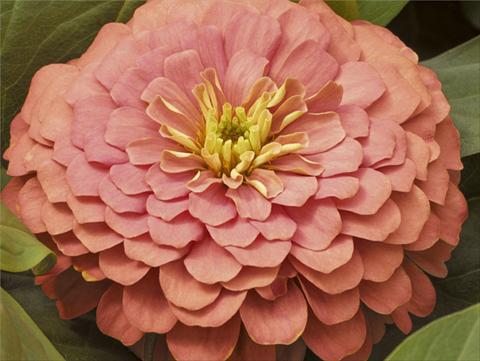 photo of flower to be used as: Pot and bedding Zinnia elegans Mondo F1 Salmon