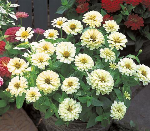 photo of flower to be used as: Pot and bedding Zinnia elegans Mondo F1 White