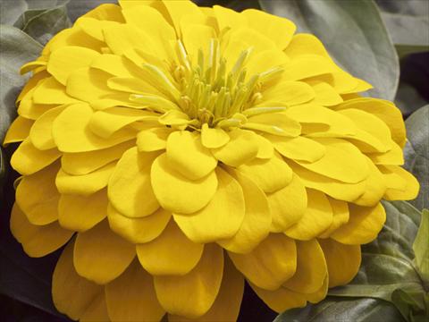photo of flower to be used as: Pot and bedding Zinnia elegans Mondo F1 Yellow Improved