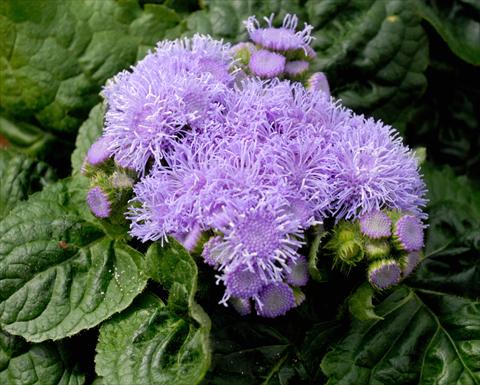 photo of flower to be used as: Pot and bedding Ageratum houstonianum Azzurro
