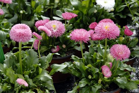 photo of flower to be used as: Pot and bedding Bellis perennis Pon Pon Rosa