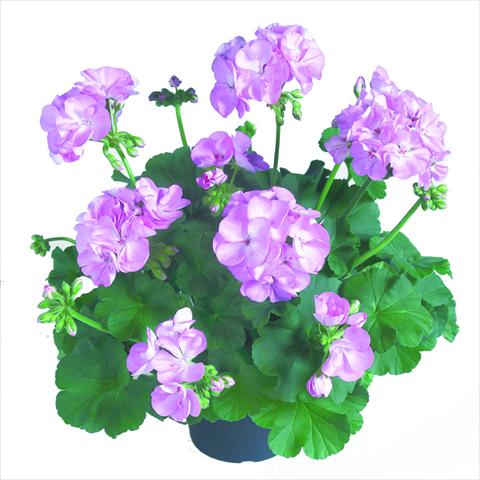 photo of flower to be used as: Pot Pelargonium zonale RED FOX Survivor Light Lavender