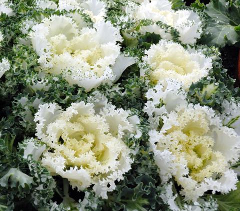 photo of flower to be used as: Pot and bedding Brassica oleracea Riccia Bianco