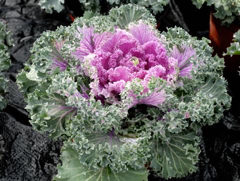 photo of flower to be used as: Pot and bedding Brassica oleracea Riccia Rosa