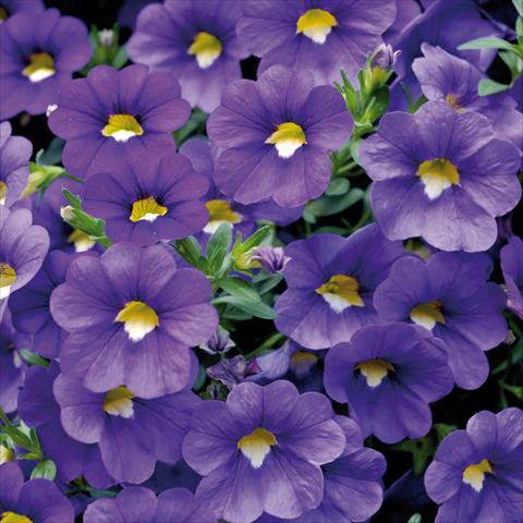 photo of flower to be used as: Pot, patio, basket Calibrachoa Sweet Bells® Blu