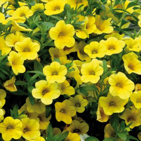 photo of flower to be used as: Pot, patio, basket Calibrachoa Sweet Bells® Giallo