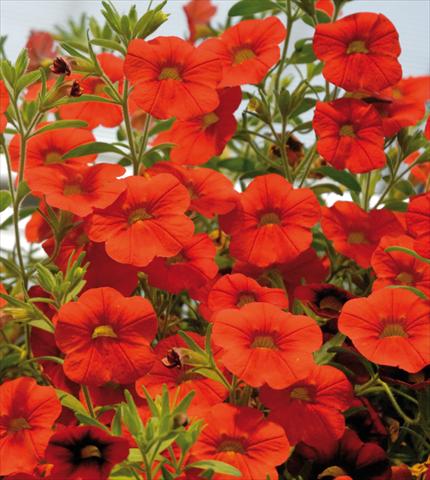 photo of flower to be used as: Pot, patio, basket Calibrachoa Sweet Bells® Rosso