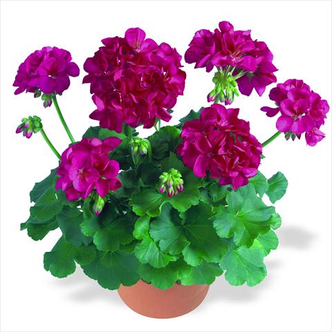photo of flower to be used as: Pot Pelargonium zonale RED FOX Survivor Neon Violet