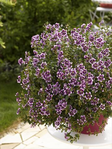 photo of flower to be used as: Pot, patio, basket Cuphea ilavea Vienco Lavender