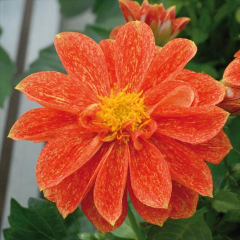 photo of flower to be used as: Pot and bedding Dahlia Royal® Dahlietta Rosso Splash