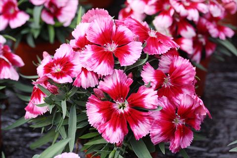 photo of flower to be used as: Pot and bedding Dianthus chinensis Parfait Crimson Eye