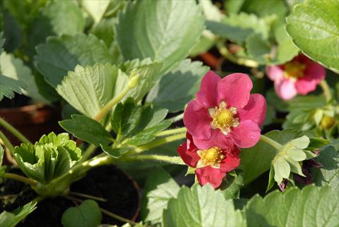 photo of flower to be used as: Pot and bedding Fragaria Fragola rifiorente a fiore rosso