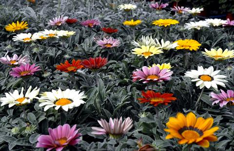 photo of flower to be used as: Pot and bedding Gazania splendens Mix