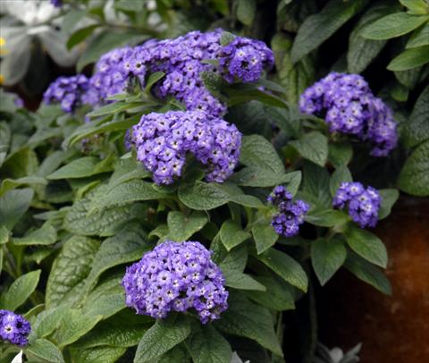 photo of flower to be used as: Pot and bedding Heliotropium arborescens Blu