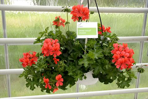 photo of flower to be used as: Pot, patio, basket Pelargonium peltatum Grand Idols® Orange