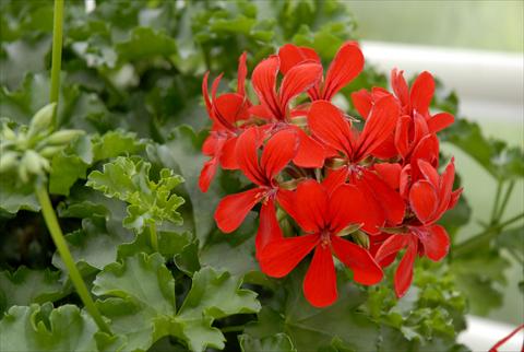 photo of flower to be used as: Pot, patio, basket Pelargonium peltatum Grand Idols® Red