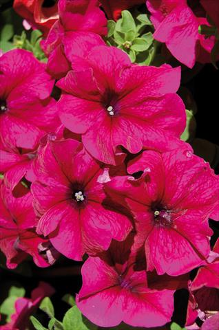 photo of flower to be used as: Pot, patio, basket Petunia x hybrida Limbo Burgundy