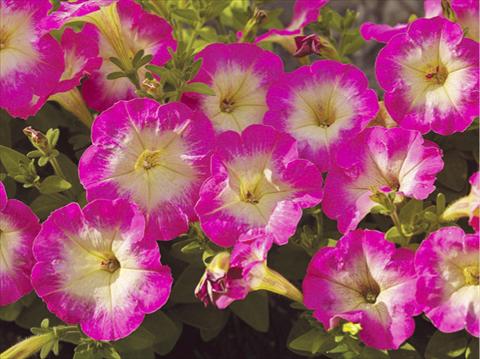 photo of flower to be used as: Pot, patio, basket Petunia milliflora Piccobella Rose Morn