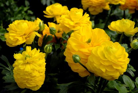 photo of flower to be used as: Pot and bedding Ranunculus asiaticus Giallo
