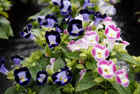 photo of flower to be used as: Pot, patio, basket Torenia Mix
