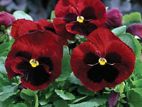 photo of flower to be used as: Pot and bedding Viola wittrockiana Mammoth Big Red
