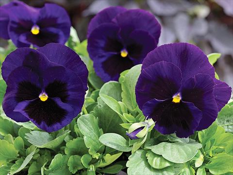 photo of flower to be used as: Pot and bedding Viola wittrockiana Mammoth Deep Blue Dazzle