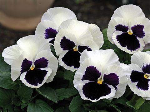 photo of flower to be used as: Pot and bedding Viola wittrockiana Mammoth Glamarama White