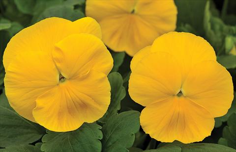 photo of flower to be used as: Pot and bedding Viola wittrockiana Mammoth Prima Yellorina