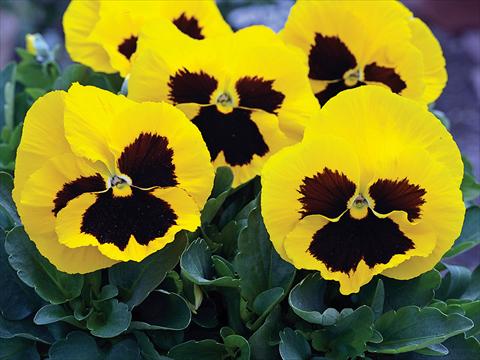photo of flower to be used as: Pot and bedding Viola wittrockiana Mammoth Queen Yellow Bee