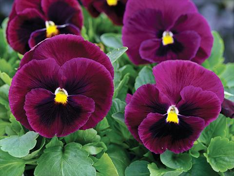 photo of flower to be used as: Pot and bedding Viola wittrockiana Mammoth Rocky Rose