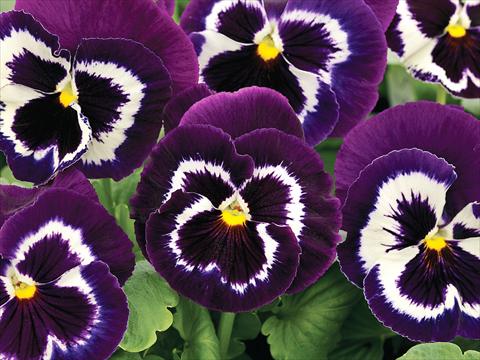 photo of flower to be used as: Pot and bedding Viola wittrockiana Mammoth Viva La Violet