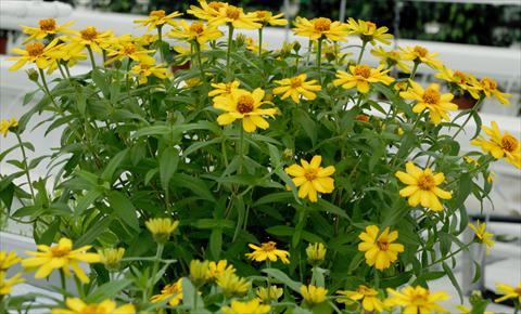 photo of flower to be used as: Pot and bedding Zinnia interspecifica Profusion Giallo