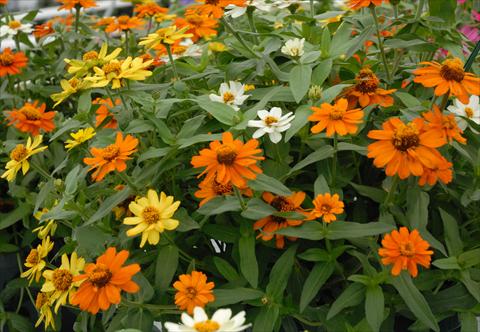 photo of flower to be used as: Pot and bedding Zinnia interspecifica Profusion Mix