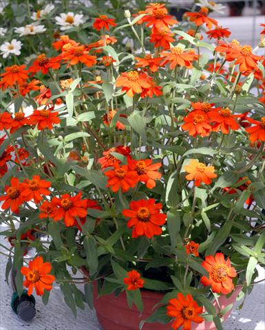 photo of flower to be used as: Pot and bedding Zinnia interspecifica Profusion Rosso