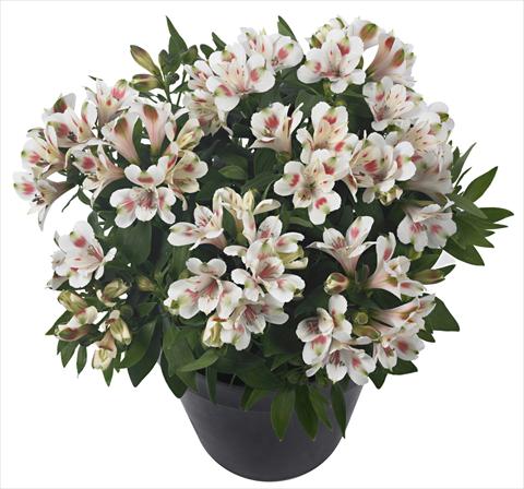 photo of flower to be used as: Pot and bedding Alstroemeria Inticancha® Creamy Dark Pink