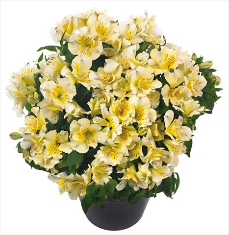 photo of flower to be used as: Pot and bedding Alstroemeria Inticancha® Sunlight