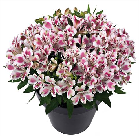 photo of flower to be used as: Pot and bedding Alstroemeria Inticancha® White Pink Blush