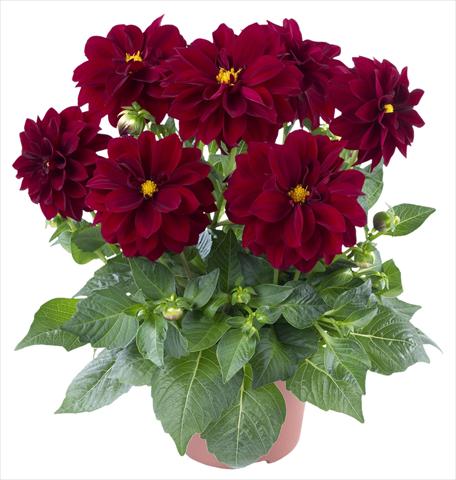photo of flower to be used as: Pot and bedding Dahlia Carolina Burgundy