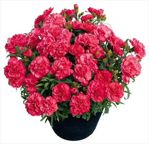 photo of flower to be used as: Pot and bedding Dianthus Allura
