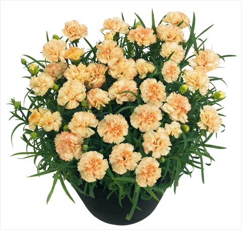 photo of flower to be used as: Pot and bedding Dianthus BlingBling