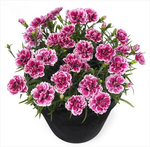 photo of flower to be used as: Pot and bedding Dianthus Esta