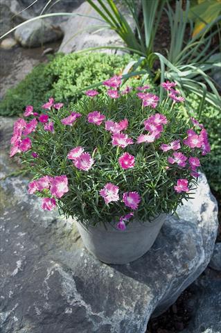 photo of flower to be used as: Pot and bedding Dianthus Kahori